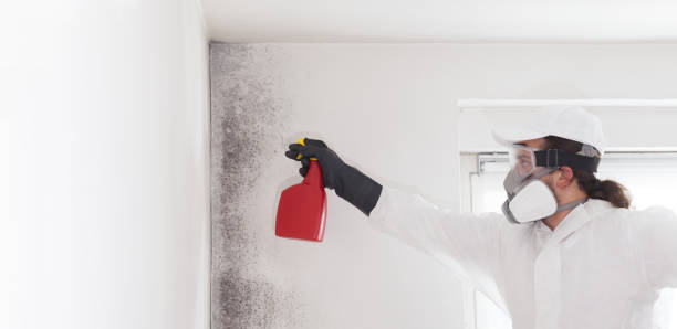 Best Mold Removal and Inspection  in Greenville, AL