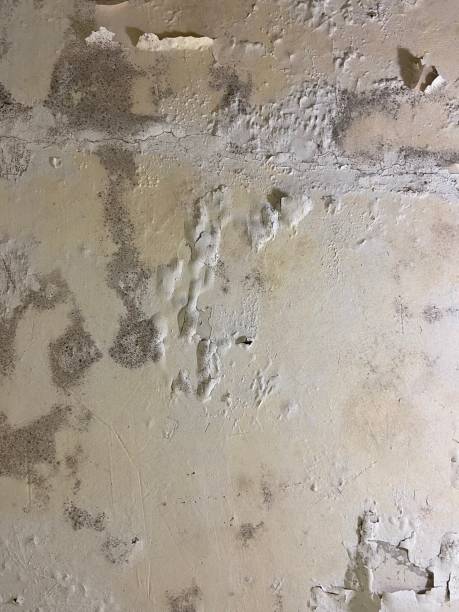 Best Home Mold Removal  in Greenville, AL
