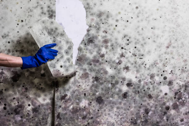 Best Mold Testing  in Greenville, AL